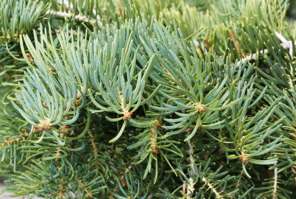White Fir Abies Concolor