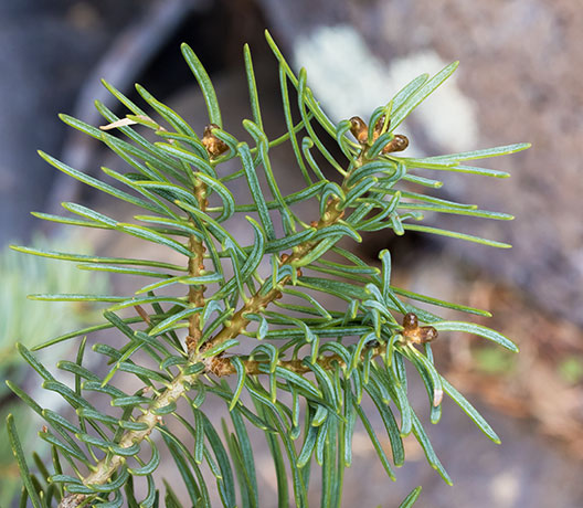 White Fir Abies Concolor