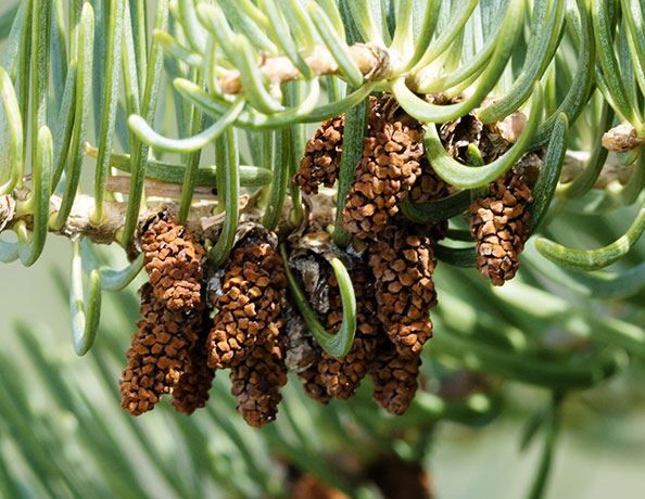 White Fir Abies Concolor