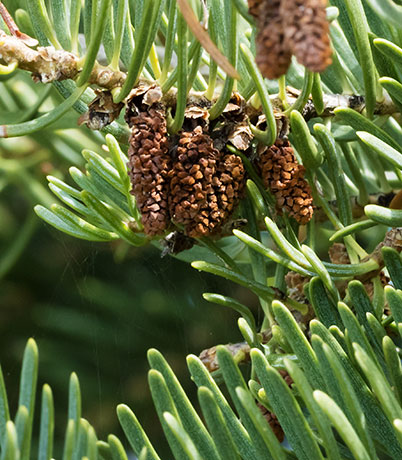 White Fir Abies Concolor