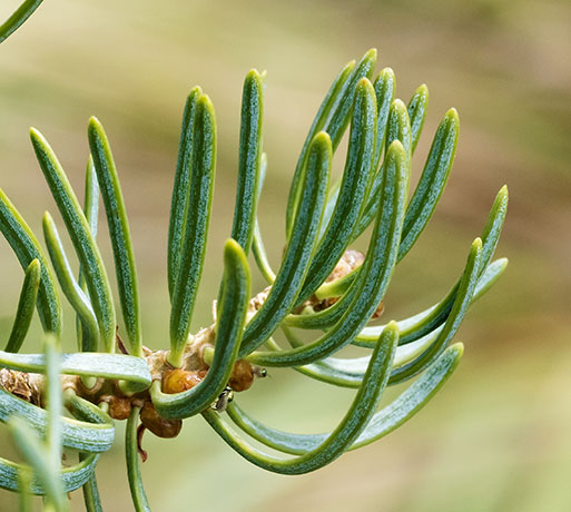 White Fir Abies Concolor