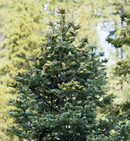 White Fir Abies Concolor