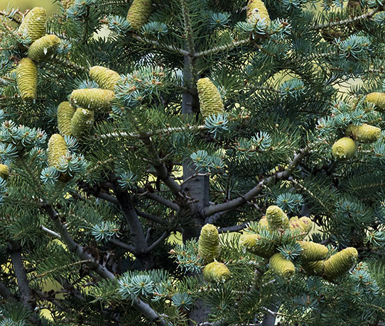 White Fir Abies Concolor