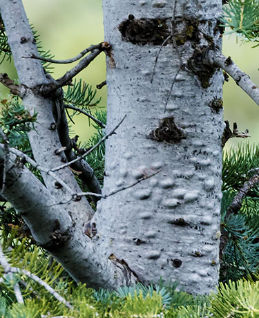 White Fir Abies Concolor
