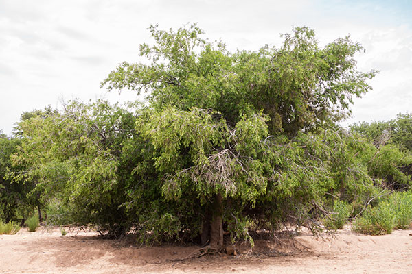 Netleaf Hackberry Celtis reticulata 
