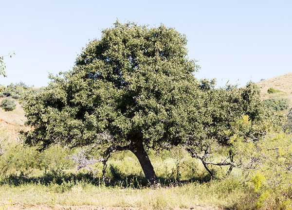 Netleaf Hackberry Celtis reticulata 