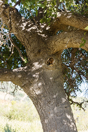 Netleaf Hackberry Celtis reticulata 