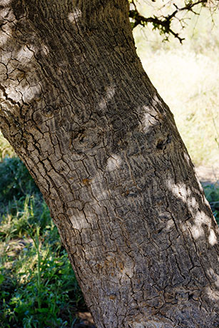 Netleaf Hackberry Celtis reticulata 