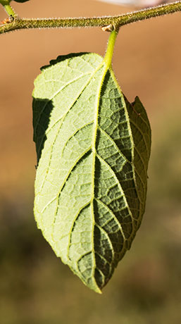 Netleaf Hackberry Celtis reticulata 