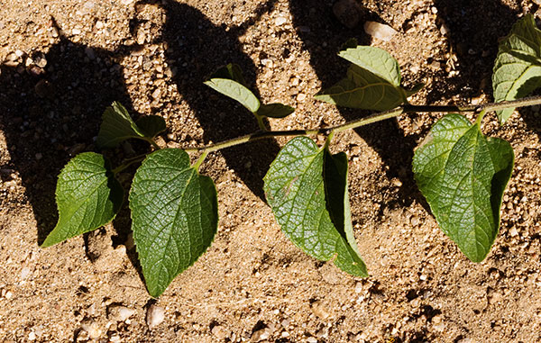Netleaf Hackberry Celtis reticulata 