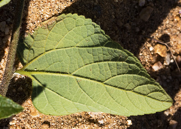 Netleaf Hackberry Celtis reticulata 