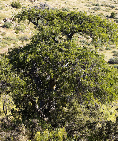 Netleaf Hackberry Celtis reticulata 