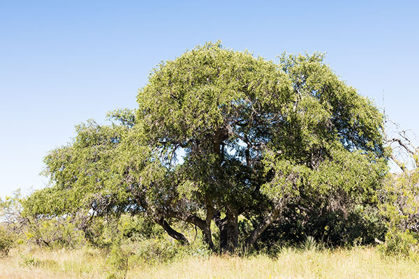 Netleaf Hackberry Celtis reticulata 