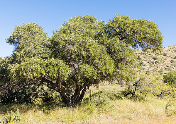 Netleaf Hackberry Celtis reticulata 