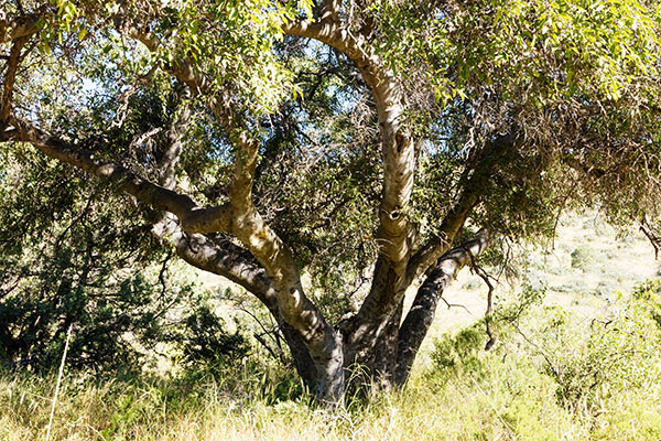 Netleaf Hackberry Celtis reticulata 