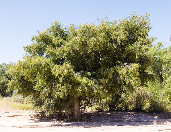 Netleaf Hackberry Celtis reticulata 