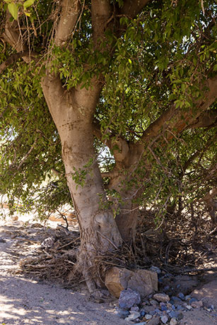 Netleaf Hackberry Celtis reticulata 
