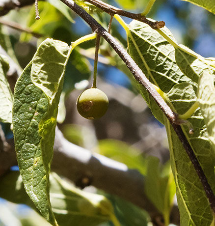 Netleaf Hackberry Celtis reticulata 
