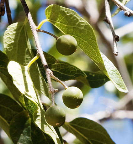 Netleaf Hackberry Celtis reticulata 