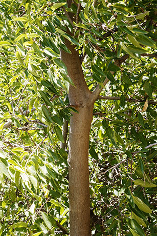 Netleaf Hackberry Celtis reticulata 