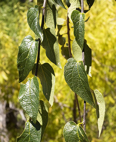 Netleaf Hackberry Celtis reticulata 