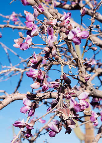 Ironwood Olneya tesota 