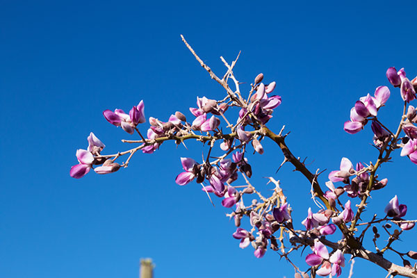 Ironwood Olneya tesota 