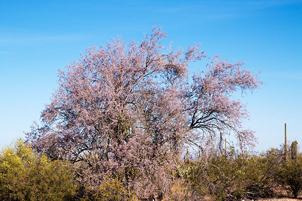 Ironwood Olneya tesota 