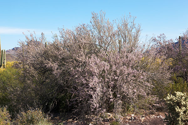 Ironwood Olneya tesota 