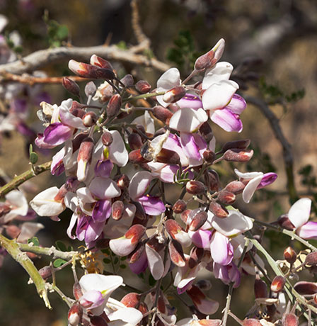 Ironwood Olneya tesota 