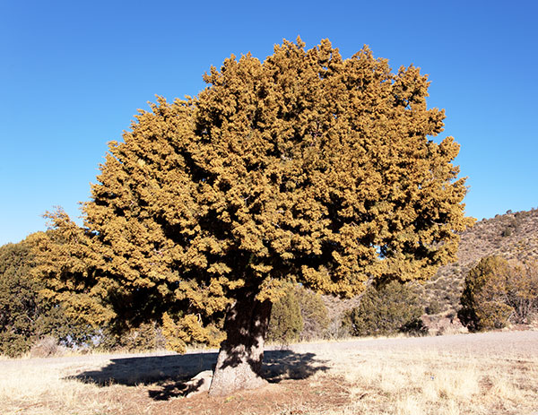 Alligator Juniper Juniperus deppeana 