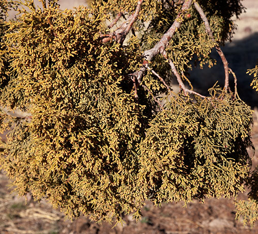 Alligator Juniper Juniperus deppeana 