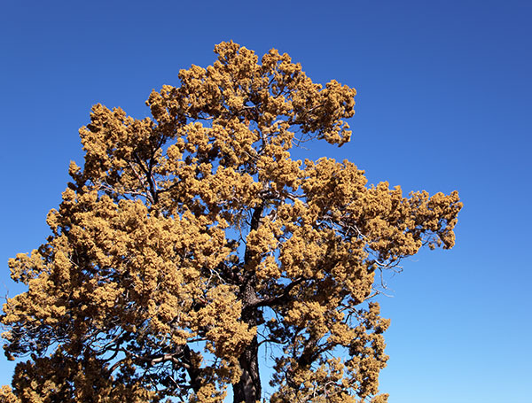 Alligator Juniper Juniperus deppeana 