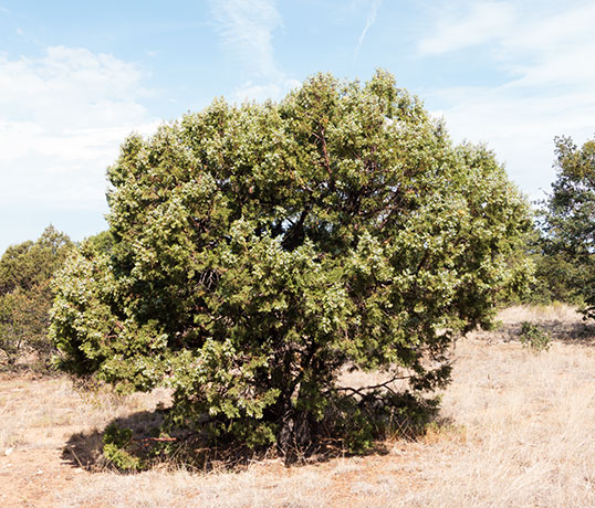 Alligator Juniper Juniperus deppeana 