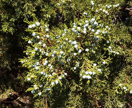 Alligator Juniper Juniperus deppeana 