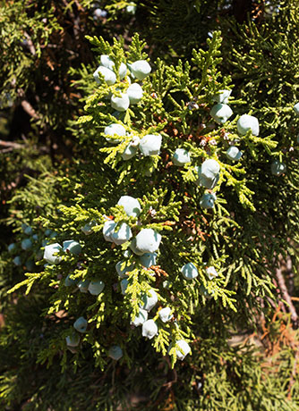 Alligator Juniper Juniperus deppeana 