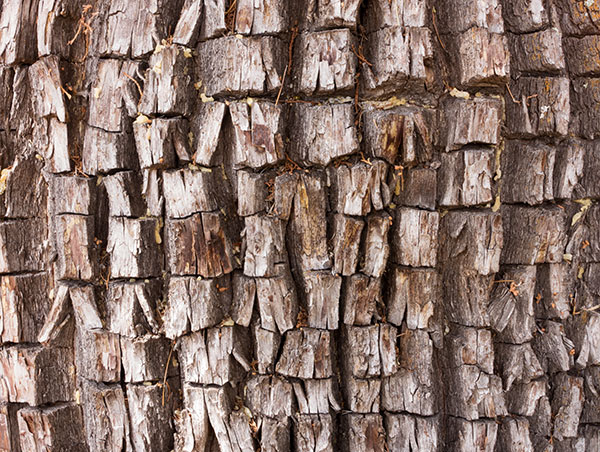 Alligator Juniper Juniperus deppeana 