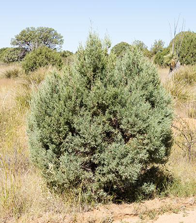 Alligator Juniper Juniperus deppeana 