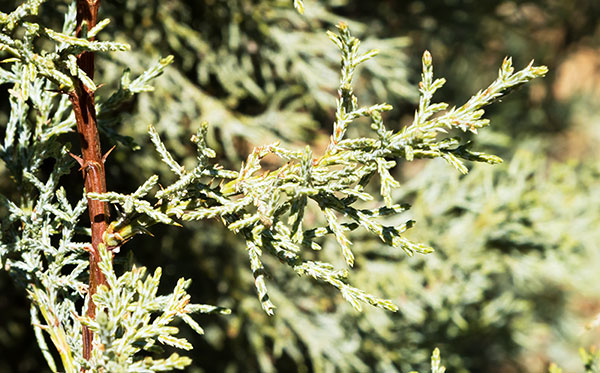 Alligator Juniper Juniperus deppeana 