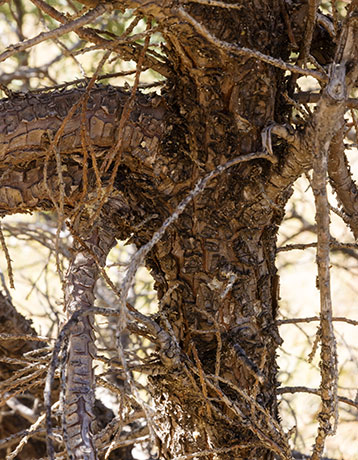 Alligator Juniper Juniperus deppeana 