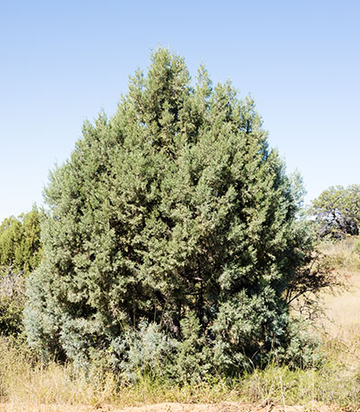 Alligator Juniper Juniperus deppeana 