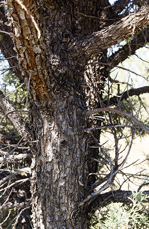 Alligator Juniper Juniperus deppeana 