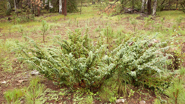Common Juniper Dwarf Juniper Juniperus communis 