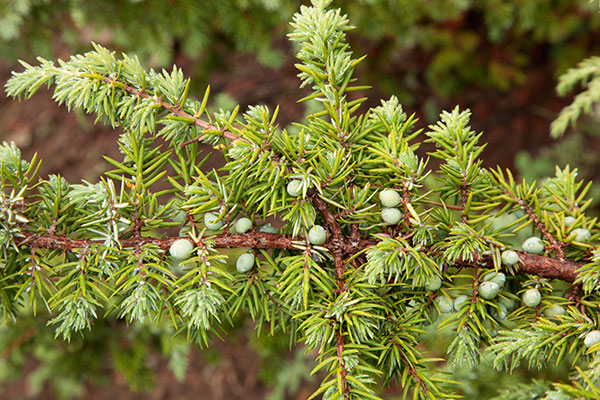 Common Juniper Dwarf Juniper Juniperus communis 