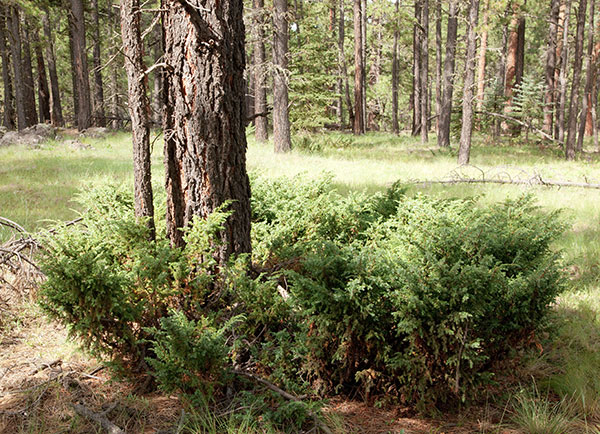 Common Juniper Dwarf Juniper Juniperus communis 