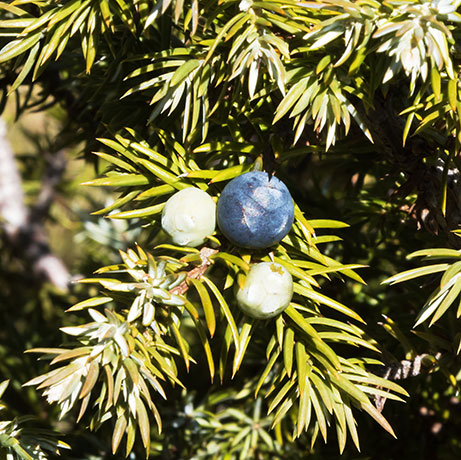Common Juniper Dwarf Juniper Juniperus communis 