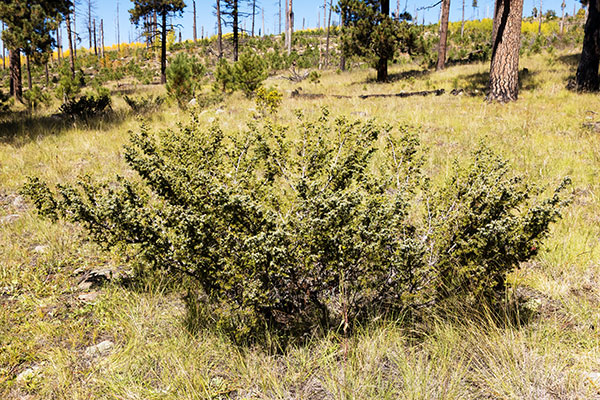 Common Juniper Dwarf Juniper Juniperus communis 