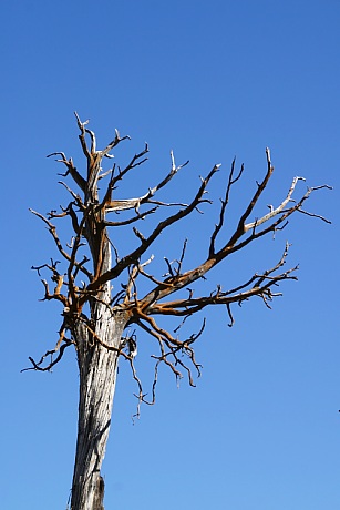 Juniper Juniperus sp.