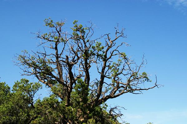 Juniper Juniperus sp.