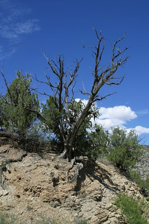 Juniper Juniperus sp.